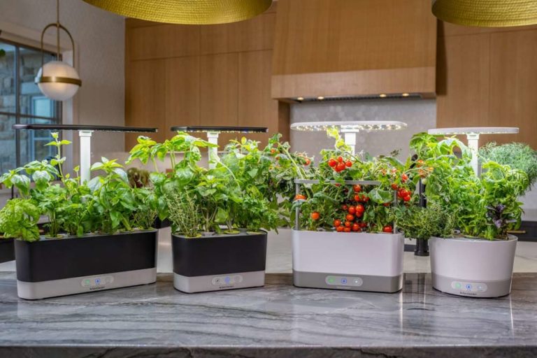 AeroGarden Collaborates with Etsy Creators for Small Business Saturday Boost