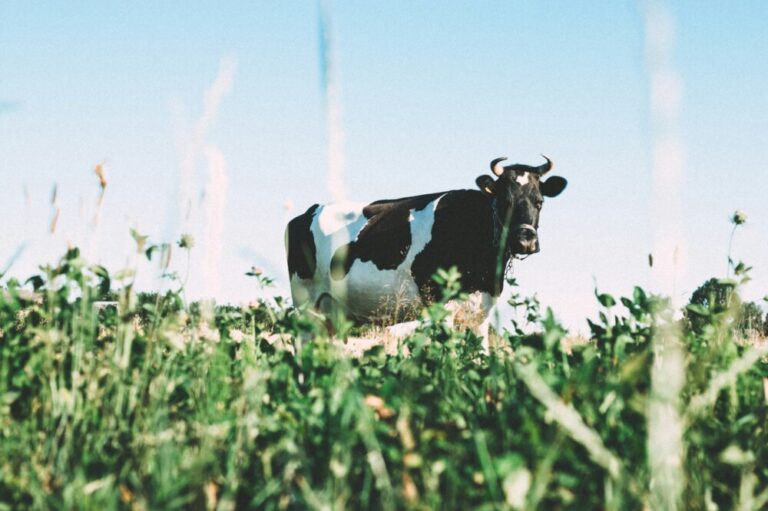 Photo by Angelina Litvin - Unsplash